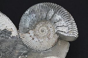 Ammoniten 3522